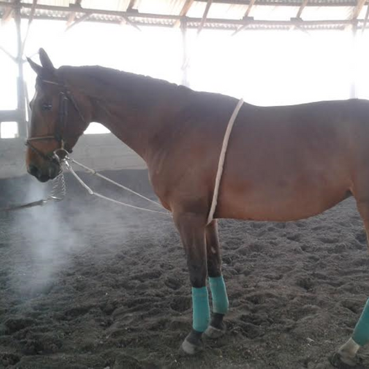 COTTON LUNGING AID